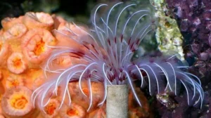 Spirografo Bispira Guineensis