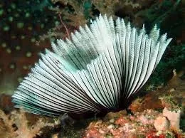 Spirografo Sabellastarte Sanctijosephi