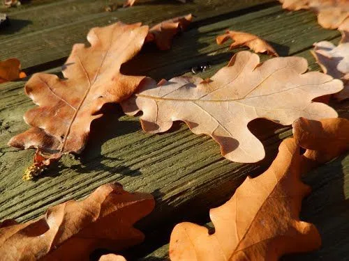 30 FOGLIE DI QUERCIA ESSICCATE E STERILIZZATE PER ACQUARIO CON CARIDINE e PESCI