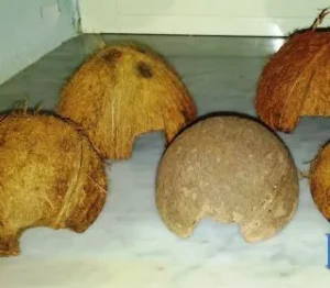 MEZZO GUSCIO DI NOCE DI COCCO INTAGLIATO A MO' DI TANA