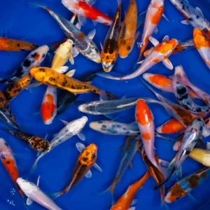 Carpa koi color mix 6-10 cm - pesce da laghetto giapponese - Cyprus Carp Koi