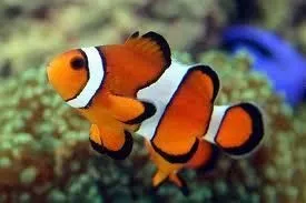 Amphiprion PERCULA 2-6 cm (Pesce Pagliaccio - Percula clownfish) - allevamento