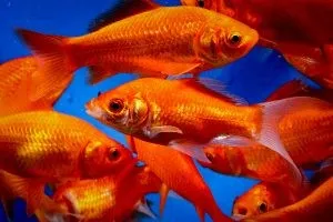 Pesce rosso red fire 5-7 cm - Carassius auratus red comet