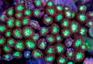 Blastomussa Merletti cuore verde fluo, bordo rosso - Corallo duro LPS facile