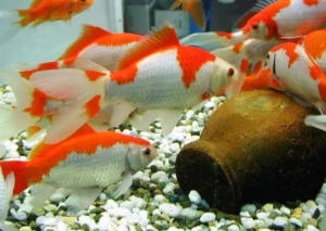 Sarasa, pesce rosso 5-7 cm - Carassius auratus