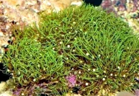 Pachyclavularia violacea - Corallo molle facile - frag di 5-6 cm