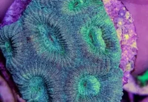 Montastrea Ssp - Favia - Favidea, green/purple - Corallo duro LPS facile