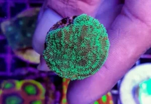 Lithophyllon Undulatum green - Corallo duro LPS facile