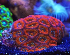 Acanthastrea Lordhowensis Red - Corallo duro LPS facile - frag 3-5 cm