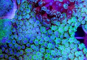 Alveopora light blue green fluo Frag - Corallo duro LPS facile