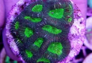 Goniastrea ssp frag - Corallo duro LPS facile