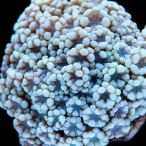 Goniopora white short polyps Frag - Corallo duro LPS facile
