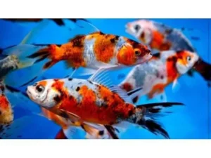 Shubunkin Red, pesce rosso 5-7 cm - Carassius auratus
