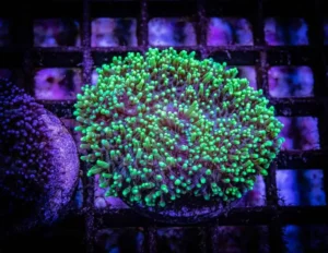 Rhodactis green neon verde fluo - Corallo molle facile - 1 disco su frag