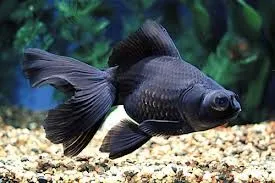 Orifiamma Black moor 4-6 cm - Oranda - Pesce rosso - Carassius auratus