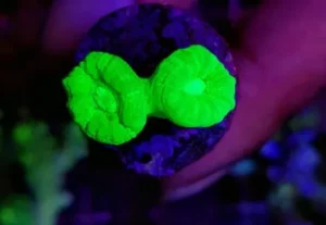Caulastrea Furcata Verde fluo 2 bocche - Corallo duro LPS facile