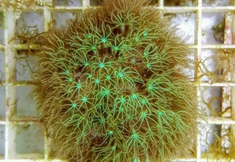 Pachyclavularia violacea - Corallo molle facile - frag di 5-6 cm