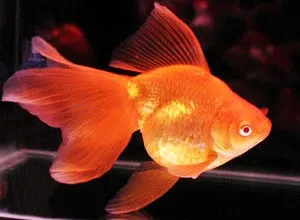 Orifiamma red fire 4-6 cm - Oranda - Pesce rosso - Carassius auratus