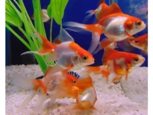 Orifiamma red & White 4-6 cm - Oranda - Pesce rosso - Carassius auratus