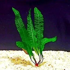 Aponogeton boivinianus, pianta facile a foglia larga con bulbo