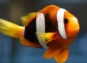Amphiprion CLARKII/Sebae (Pesce Pagliaccio coda gialla)
