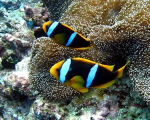 Amphiprion SEBAE (Pesce Pagliaccio Sebae)