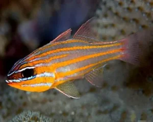 Apogon Cyanosoma (Pesce cardinale a bande gialle)