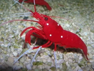Lysmata Debelius - Gamberetto pulitore rosso fuoco - reef