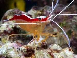 Lysmata Amboinensis Gamberetto Pulitore per acquario marino e reef
