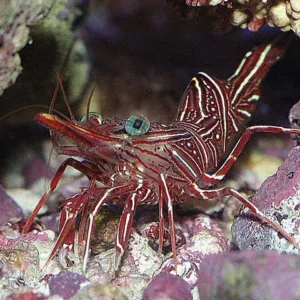 Rhynchocinetes Uritai - Gamberetto cammello - Gambero Gobbetto