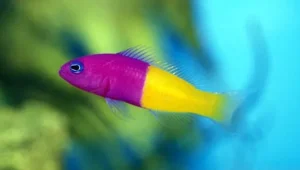 Pseudochromis PACCAGNELLAE (Pictichromis paccagnellae)