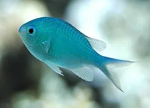 Chromis Viridis (Damigella Verde) - pesce pacifico da branco