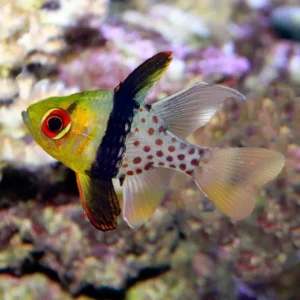 Sphaeramia NEMATOPTERA (Pesce cardinale pigiama)