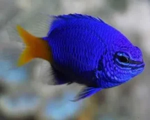 Chrysiptera PARASEMA - Damigella Blu coda Gialla