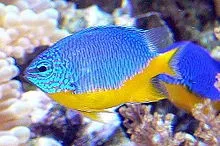 Chrysiptera HEMICYANEA - Damigella Azzurra pancia Gialla