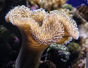 Sarcophyton sp - Corallo molle facile - 4-6 cm su frag