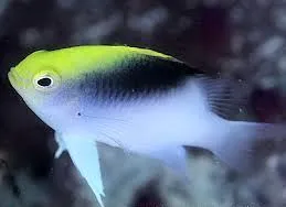 Chrysiptera ROLLANDI - Damigella di Rolland