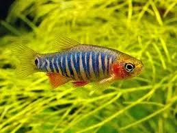 Microrasbora Erythromicron 1,5 cm - Celestichthys erythromicron - Danio - Emerald Dwarf Rasbora - Nanofish