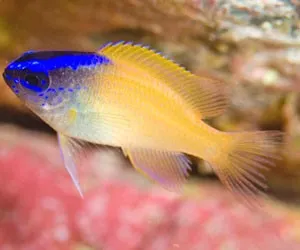 Chrysiptera Rex - Damigella Reale