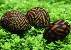 Neritina natalensis Tiger Tigre Batik 2 cm mangia alghe nere a pennello