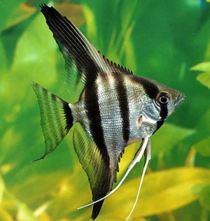 Pterophyllum Scalare Classic 4-6 cm