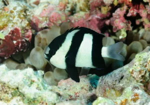 Dascyllus ARUANUS (Damigella Fasciata)
