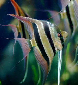Pterophyllum Altum Peruensis - 2-6 cm