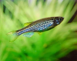 Brachydanio Frankei - Leopard Danio 2-3 cm - Danio Leopardato