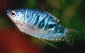 Trichogaster trichopterus Blue Cosby, Gurami blu 4-6 cm