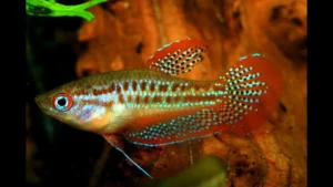 Trichopsis Pumilus - Gourami Pigmeo - 1,5 - 2,5 cm - Nanofish