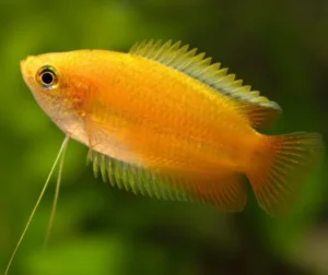 Colisa Chuna gold - Honey Gourami - Trichogaster chuna - 4 cm - Nanofish