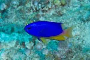 Pomacentrus Coelestis metallic blue-yellow (Damigella neon)e-yellow (Damigella neon)