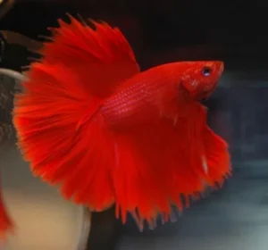 Betta splendens halfmoon red, pesce combattente maschio 5 cm