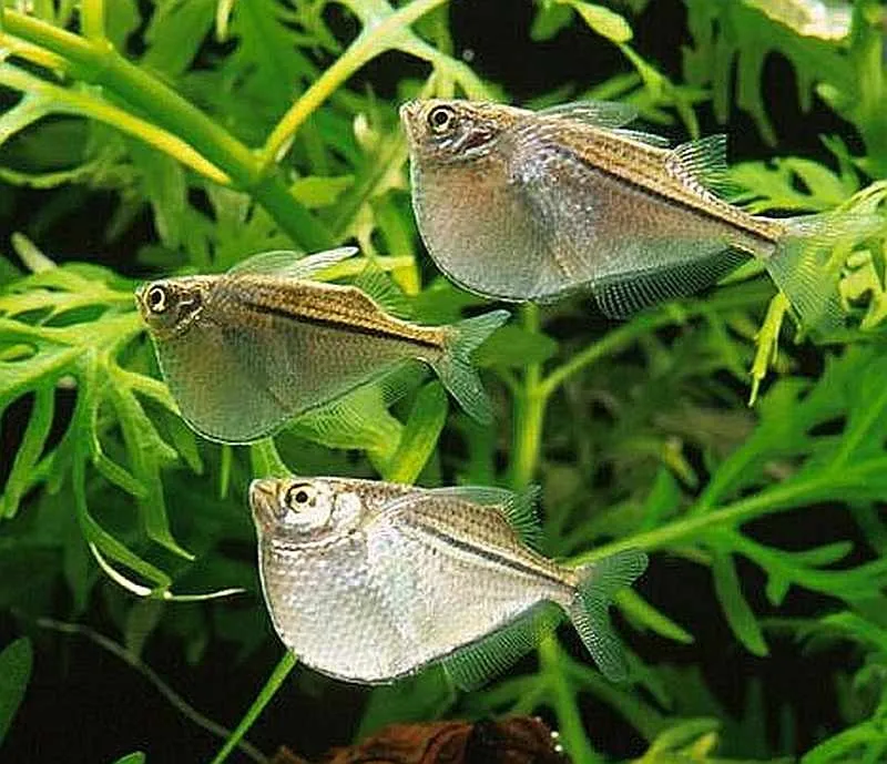 Carnegiella Marthae - Pesce ascetta - 2 cm